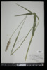 Phalaris arundinacea image