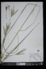 Schizachyrium scoparium image