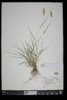 Pennisetum glaucum image