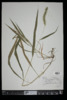 Setaria viridis image