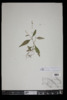 Polygonum punctatum var. punctatum image