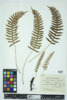 Polypodium virginianum image