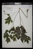 Actaea rubra image