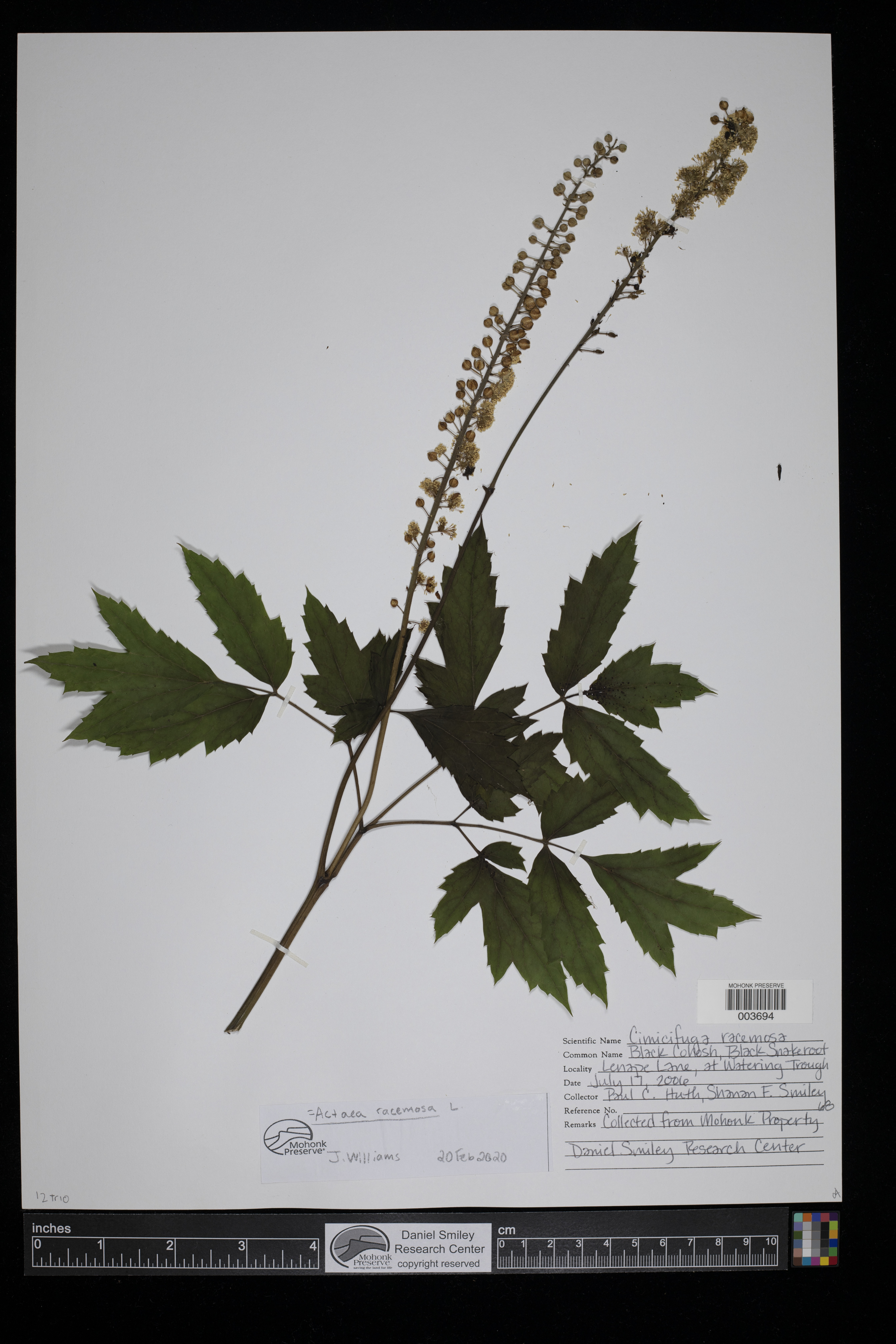 Actaea racemosa image