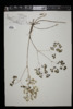 Thalictrum dioicum image