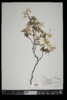 Amelanchier arborea image