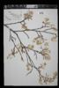 Amelanchier arborea image