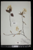 Amelanchier laevis image