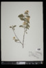 Amelanchier stolonifera image