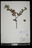 Chaenomeles speciosa image