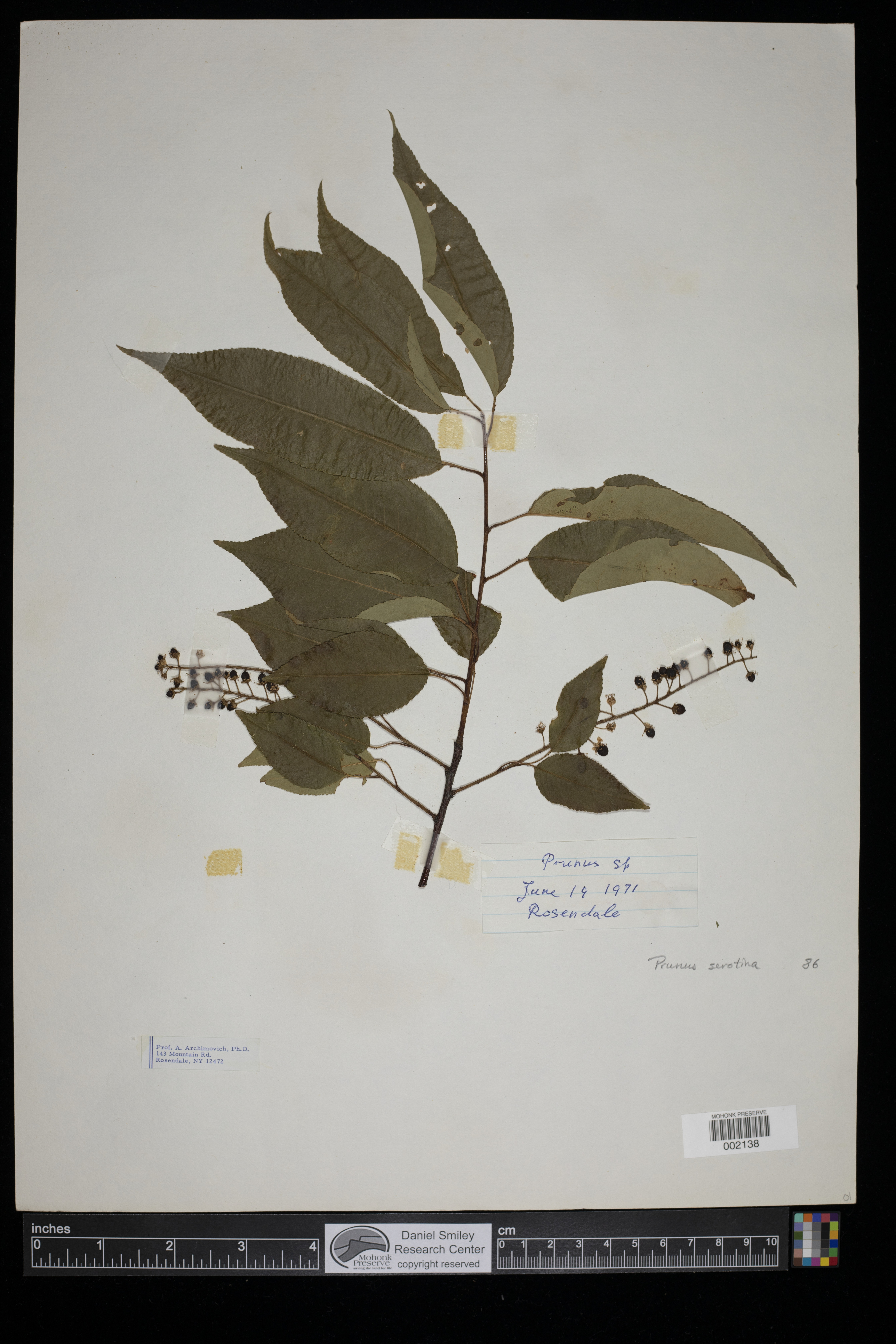 Prunus serotina image