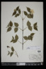 Rhodotypos scandens image