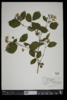 Rubus allegheniensis image