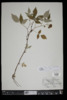 Rubus laciniatus image