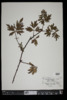 Rubus laciniatus image