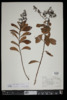 Spiraea alba image