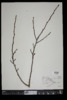 Populus tremuloides image