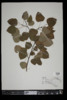 Populus tremuloides image