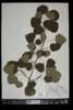 Populus tremuloides image