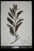 Salix discolor image