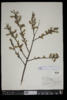 Salix eriocephala image