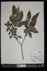 Salix lucida image