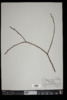 Salix pentandra image