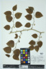 Smilax rotundifolia image