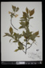 Halesia tetraptera image