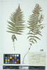 Thelypteris noveboracensis image