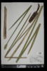 Typha latifolia image