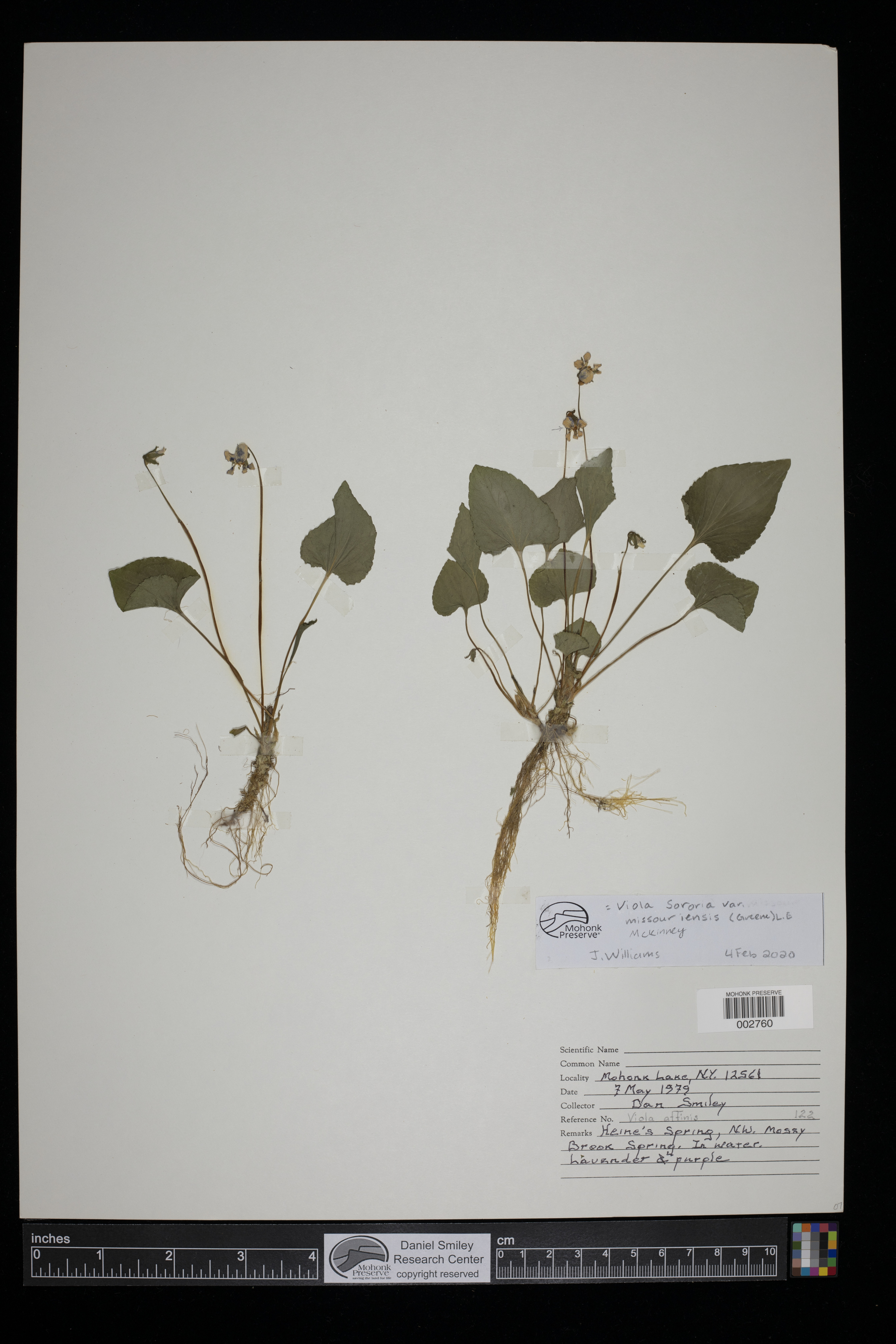 Viola sororia var. missouriensis image