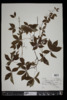 Parthenocissus quinquefolia image