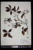 Parthenocissus quinquefolia image