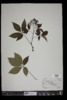 Parthenocissus quinquefolia image