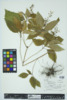 Collinsonia canadensis image