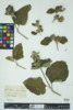 Arctium minus image