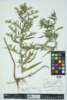 Symphyotrichum lanceolatum image