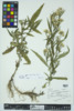 Symphyotrichum lanceolatum image