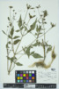 Bidens frondosa image