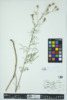 Centaurea maculosa image