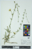 Cichorium intybus image