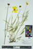 Coreopsis lanceolata image