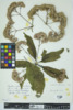 Eupatoriadelphus fistulosus image