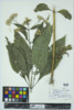 Eupatorium purpureum image