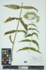 Eupatorium sessilifolium image