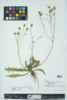 Scorzoneroides autumnalis image