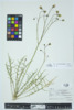 Scorzoneroides autumnalis image