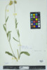 Rudbeckia hirta image