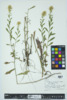 Solidago bicolor image